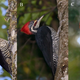 Illustration for article titled Deceptive Woodpecker Uses Mimicry to Avoid Competitionem/em